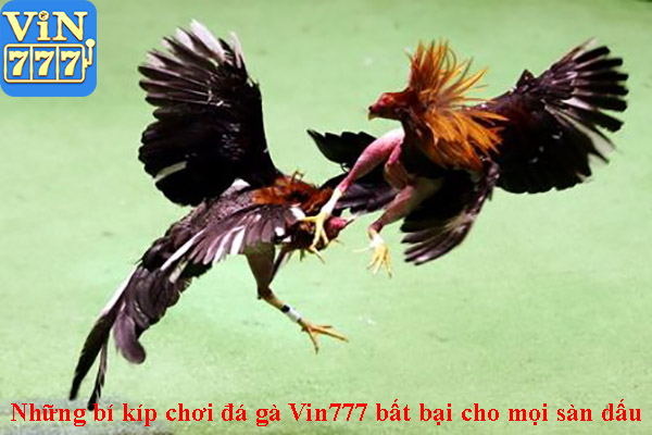 Những bí kíp chơi đá gà Vin777 bất bại cho mọi sàn dấu 